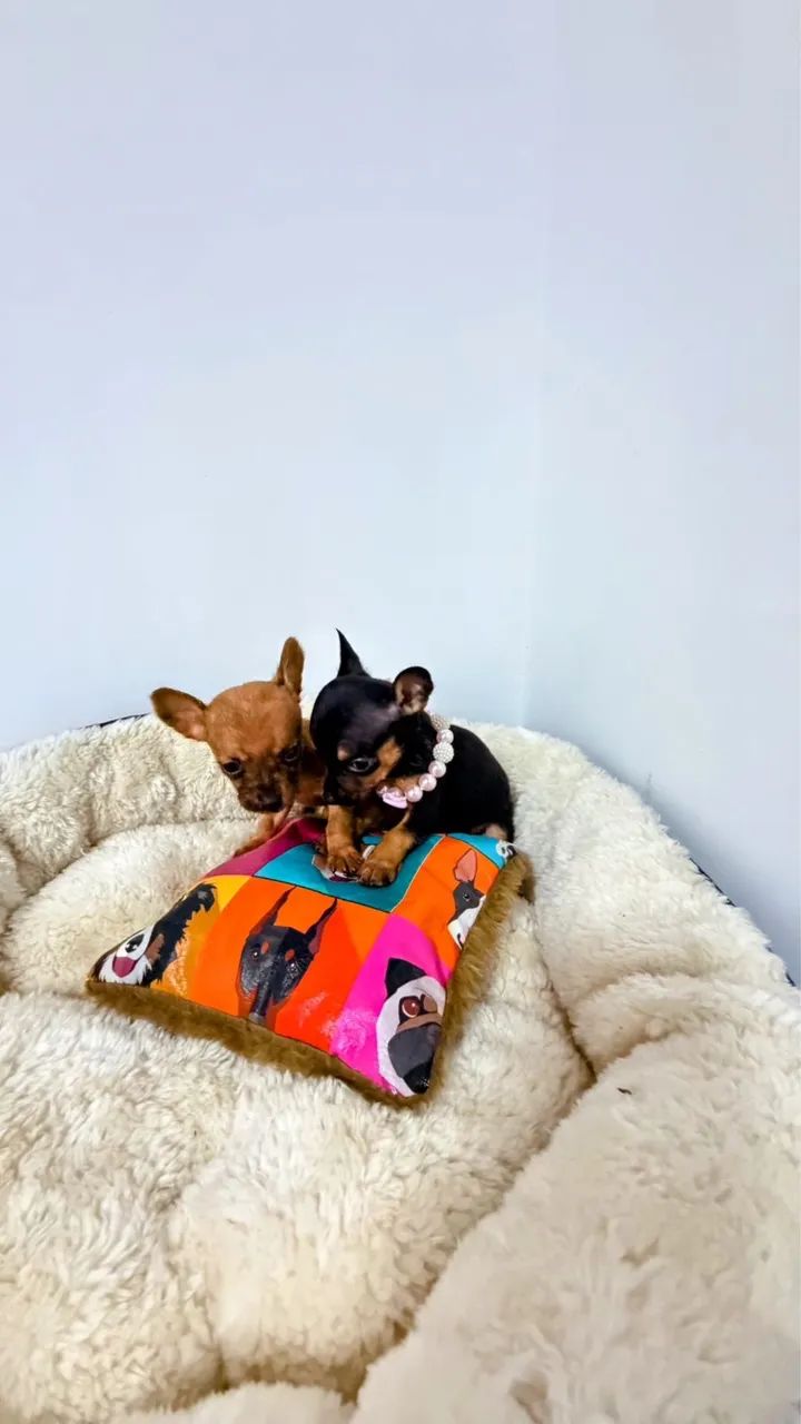 PINSCHER ZERO  - Foto 2