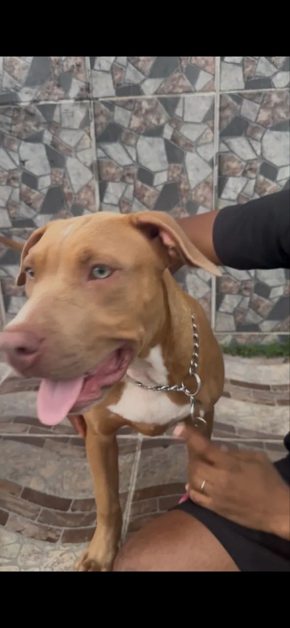 Pitbull