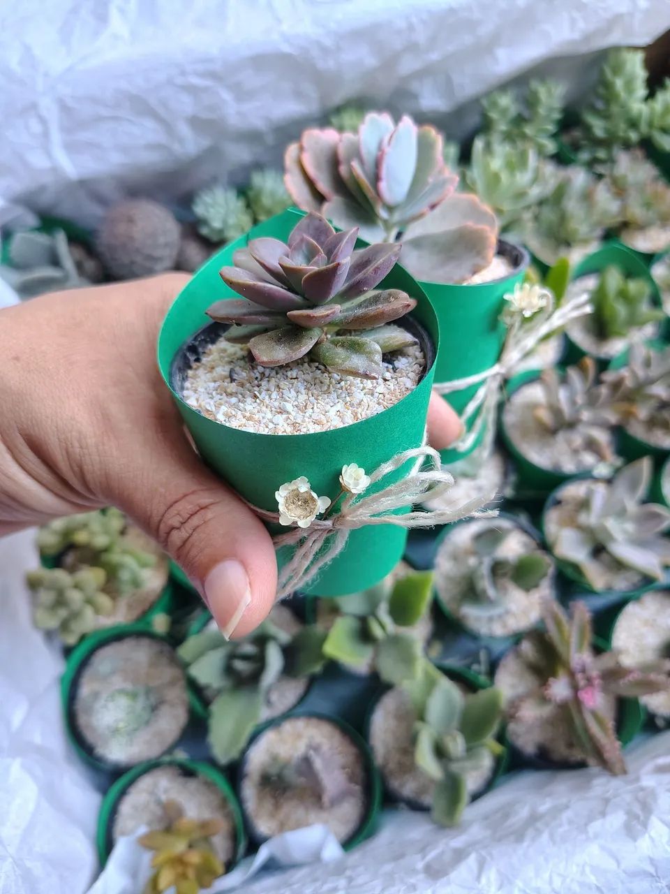 Lembrancinhas suculentas 