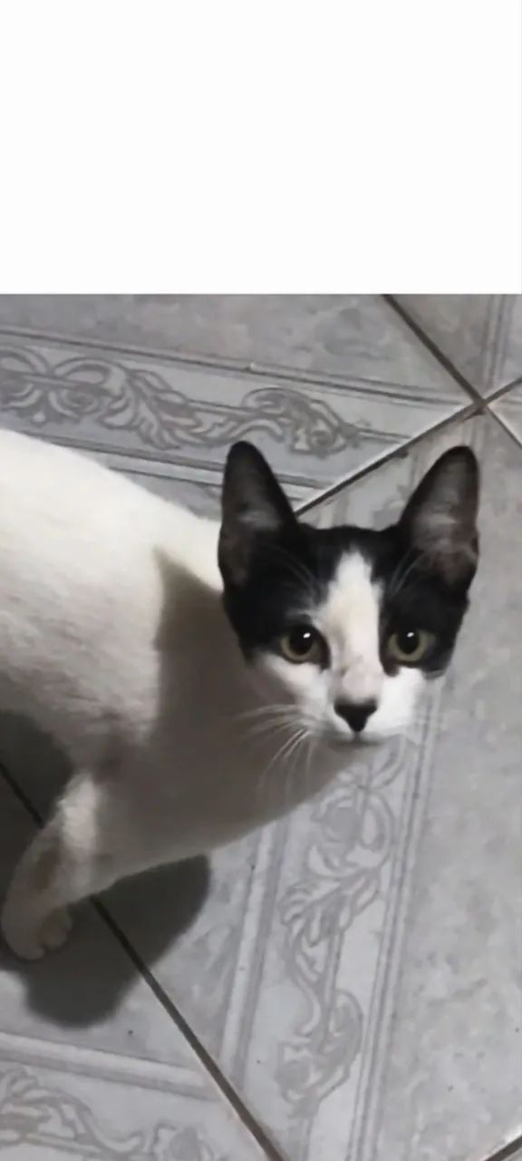 Adoção gatinha  - Foto 2