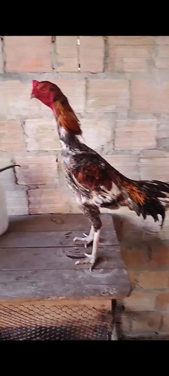 Galo canela branca  - Foto 3
