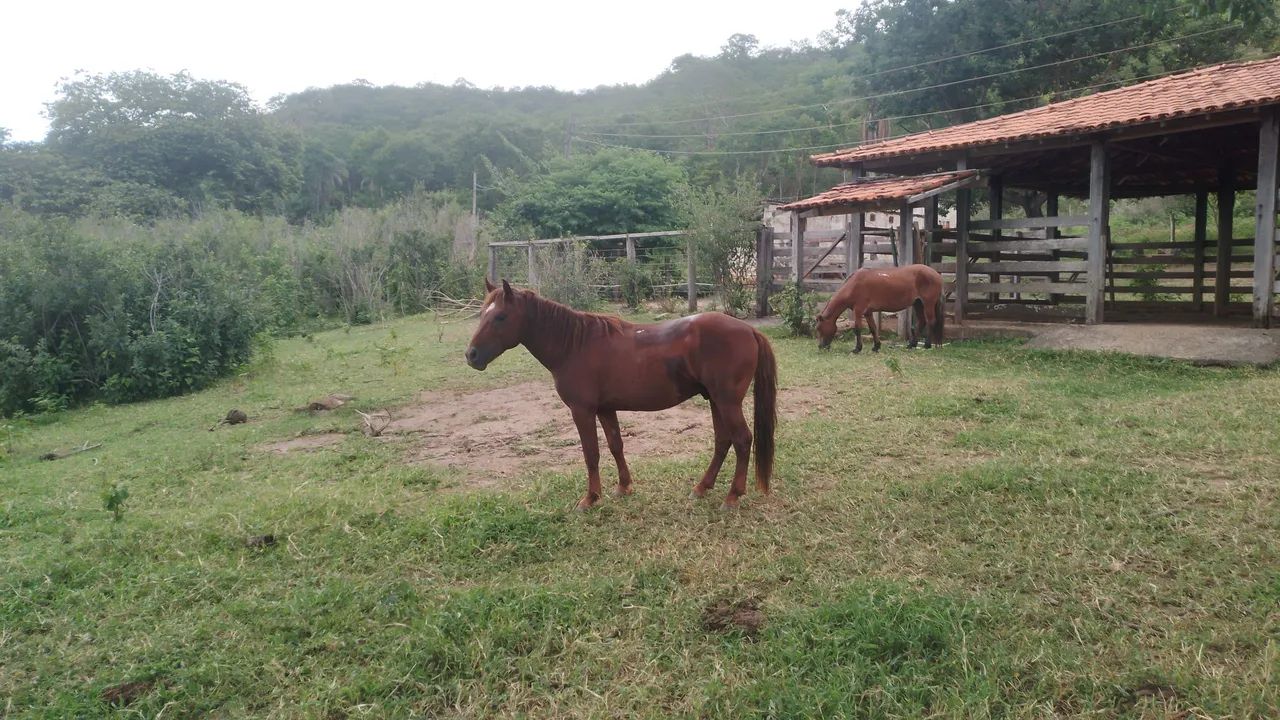 Cavalo Petisco  - Foto 2