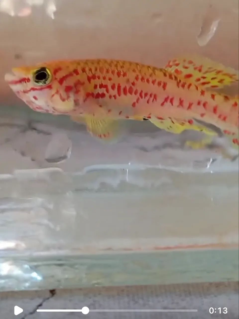killifish Lafia Gold  - Foto 2