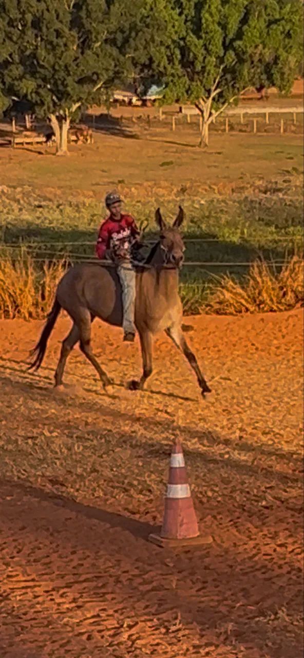 Mula de Patrão  - Foto 3