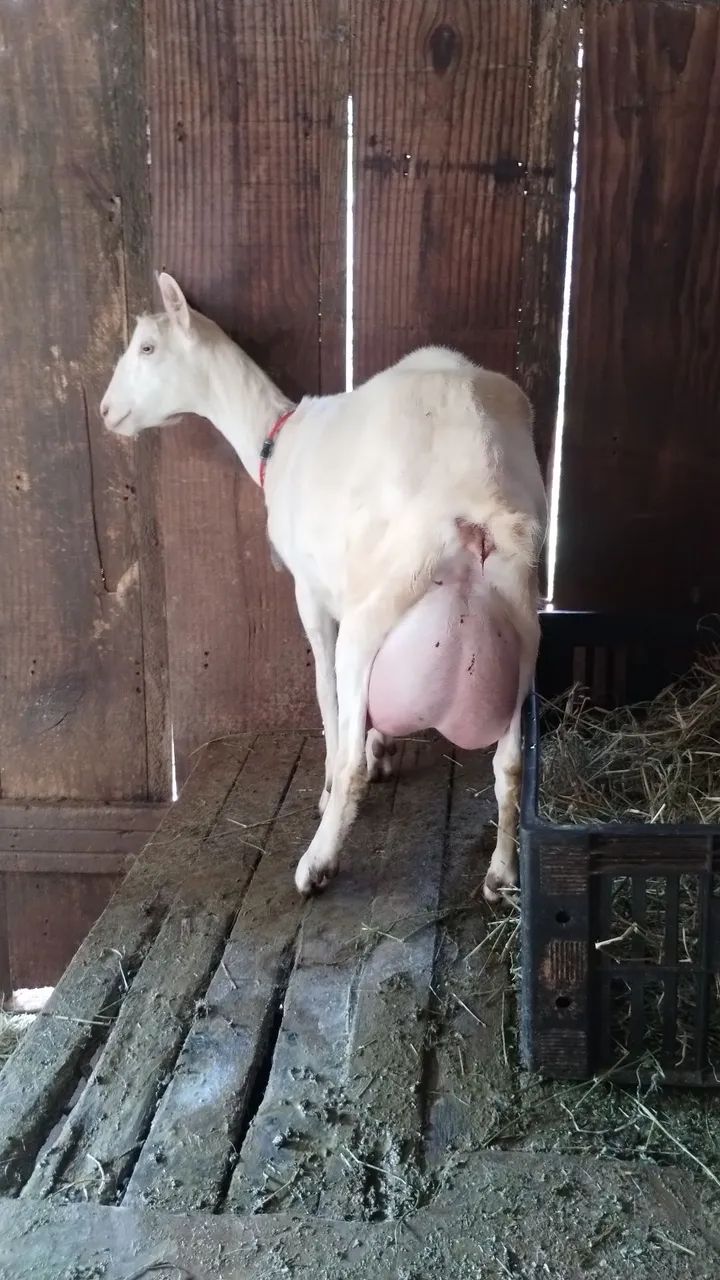 Cabra leiteira