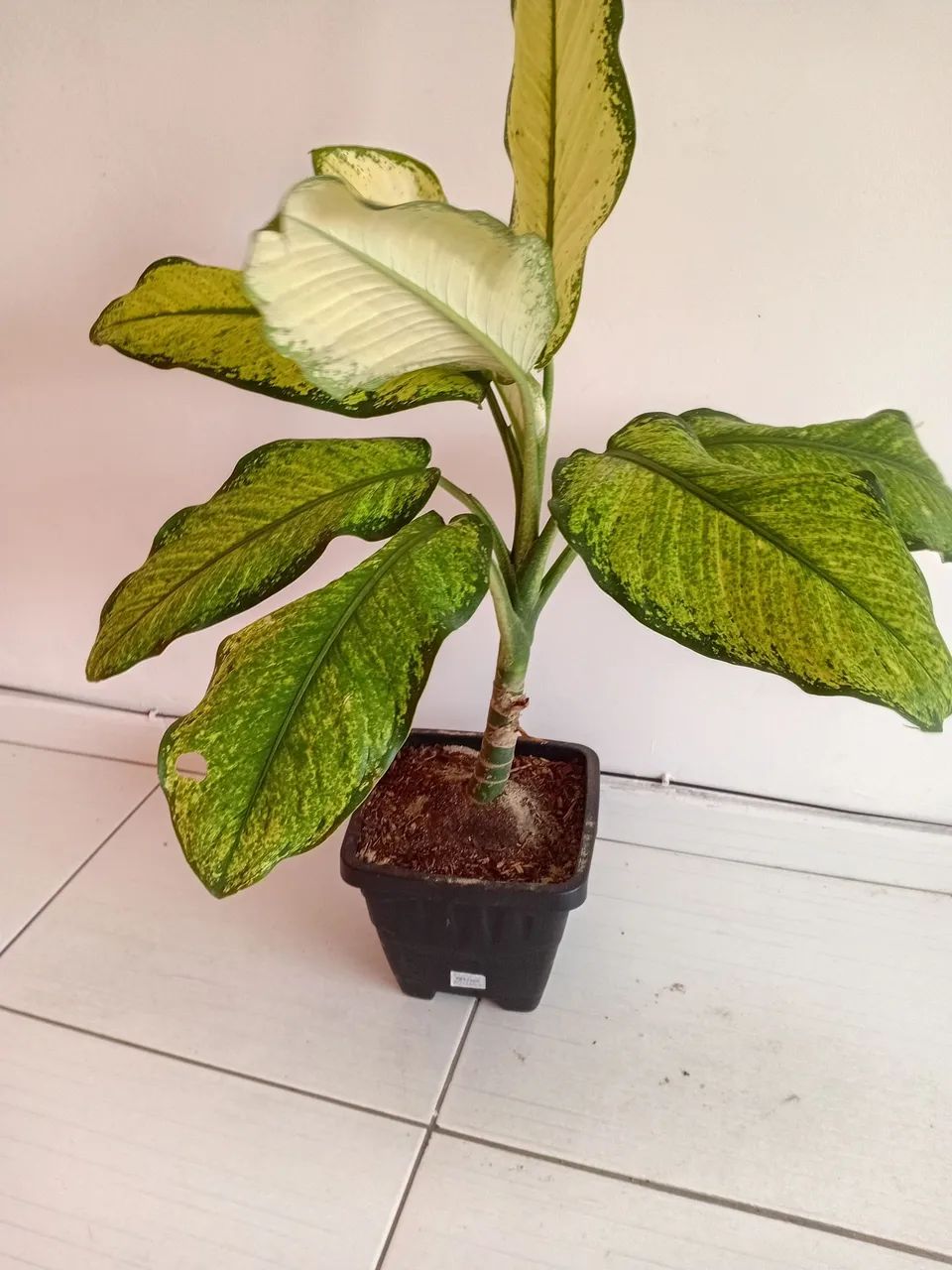 Planta comigo ninguém pode