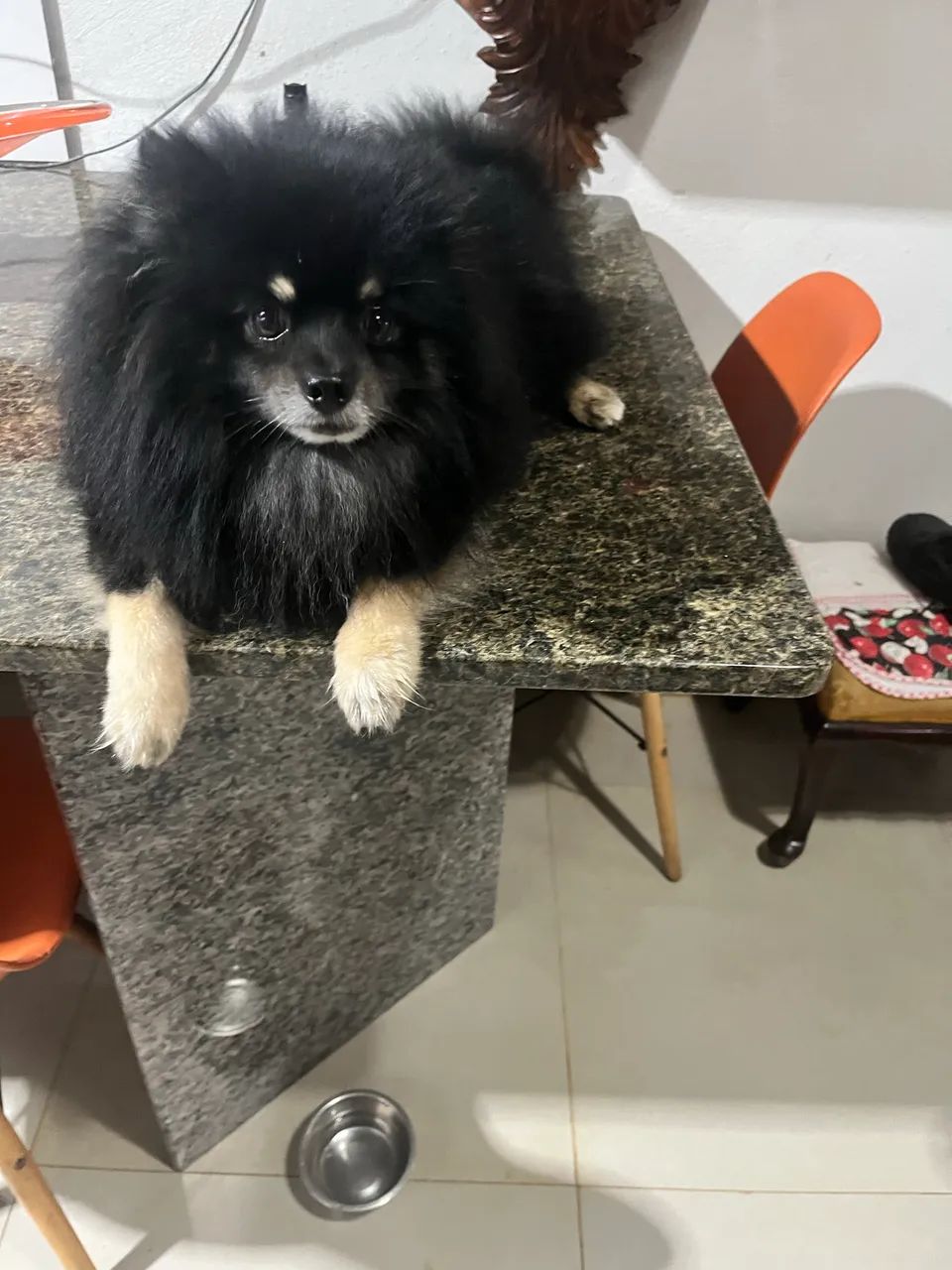 Spitz alemão macho