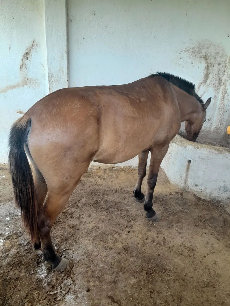 Cavalo - Foto 3