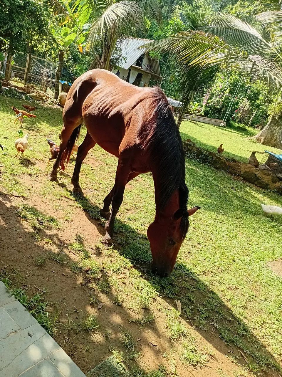 Cavalo quarto de milha - Foto 5