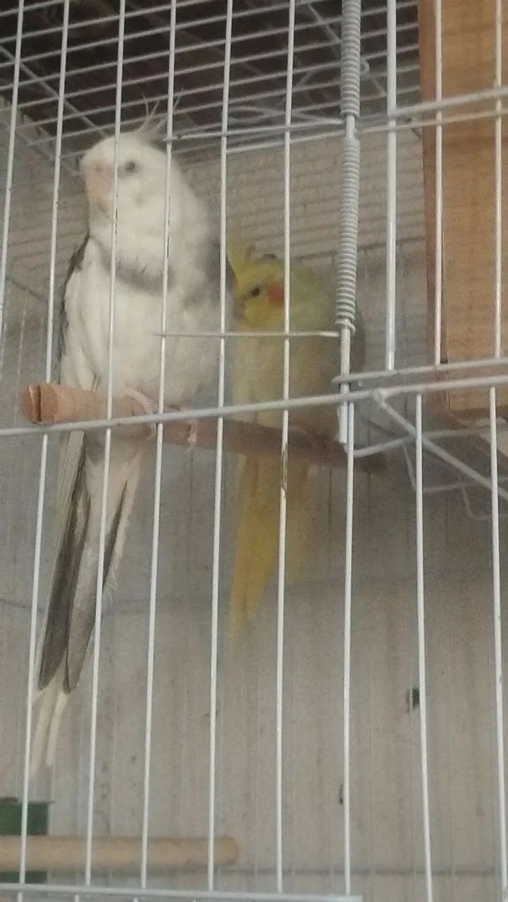 Gaiolas novas  - Foto 2