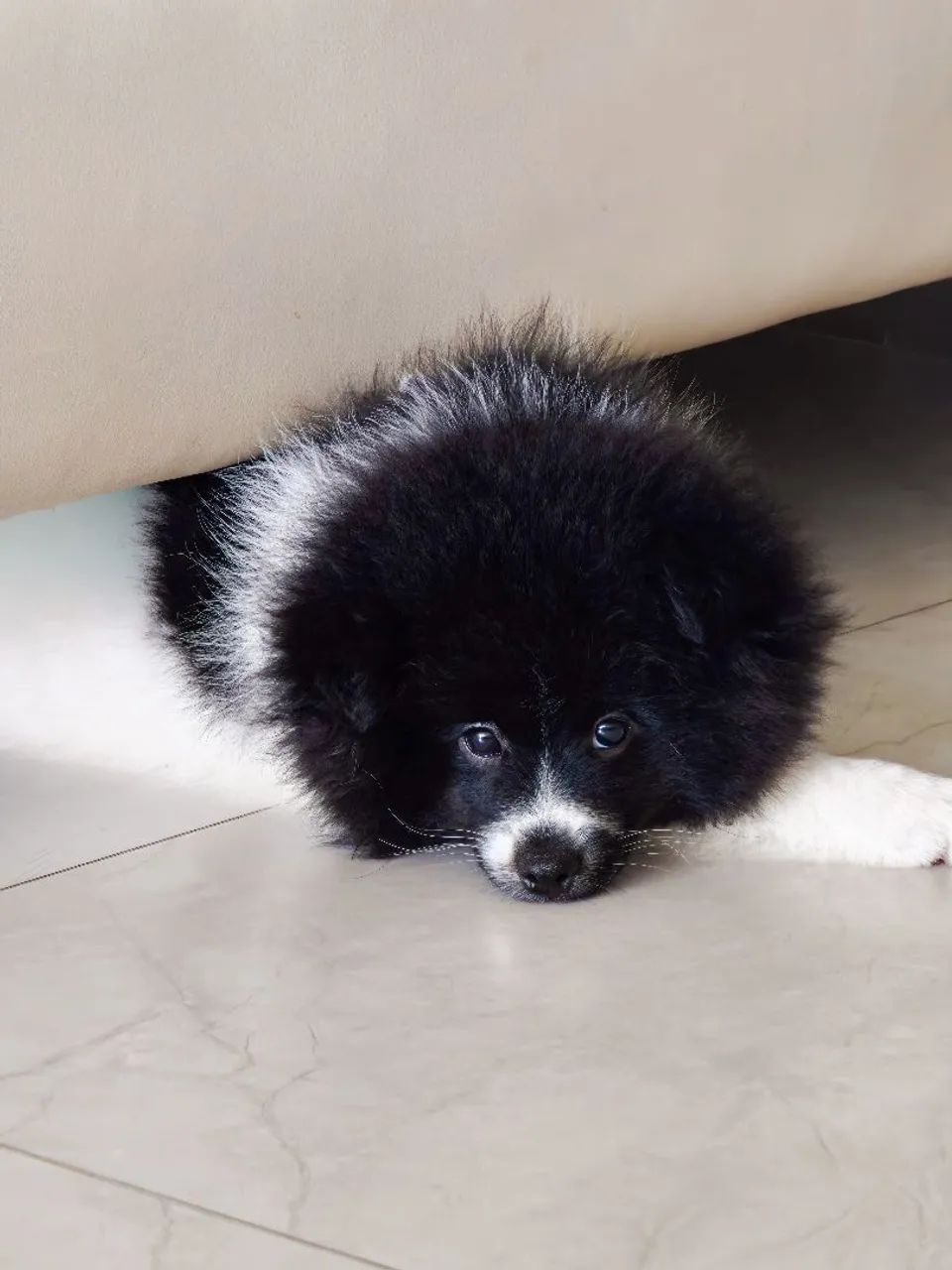 Cachorro 