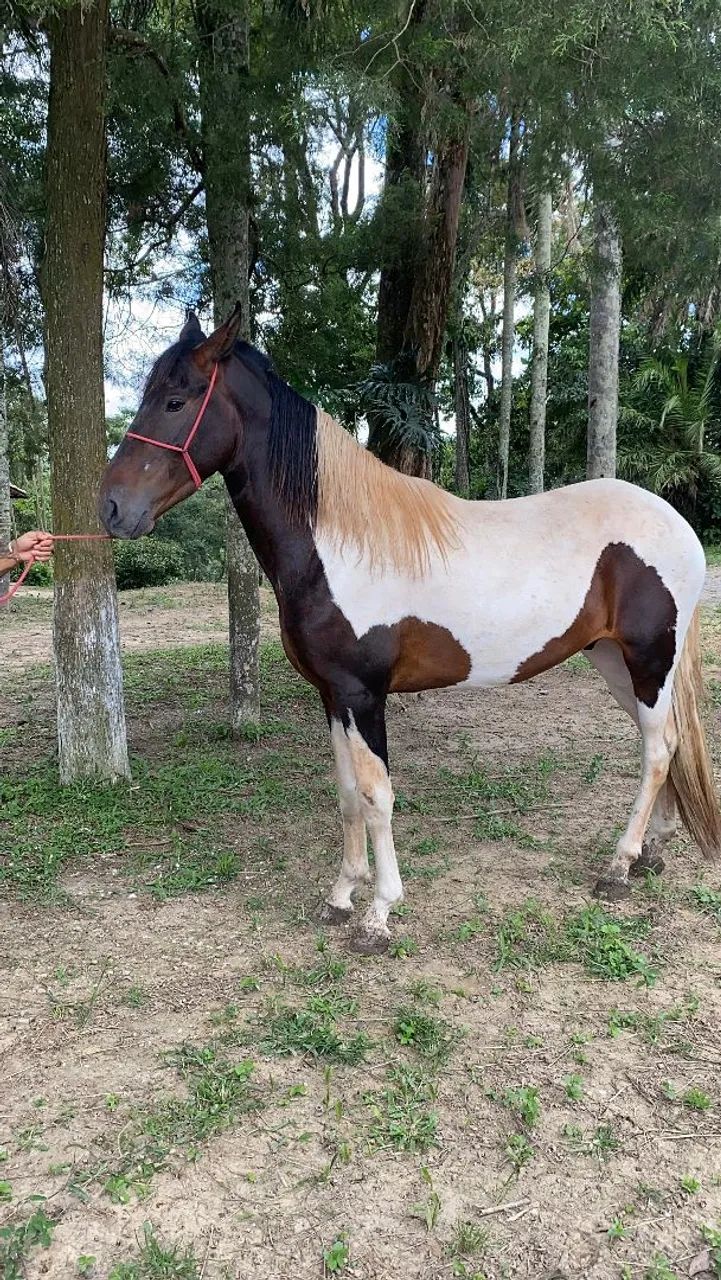 Cavalo Garanhão Campolina - Foto 5