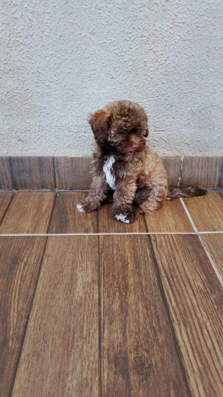 Vende filhote de poodle fêmea  - Foto 3