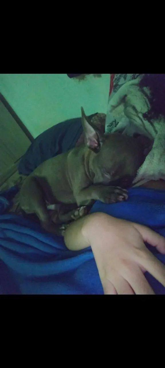 American bull  - Foto 2