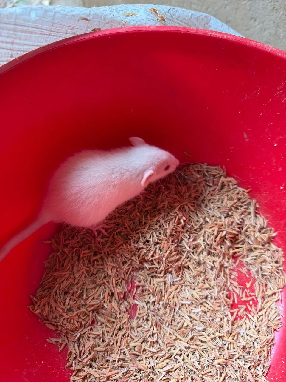Dumbo husky  - Foto 3