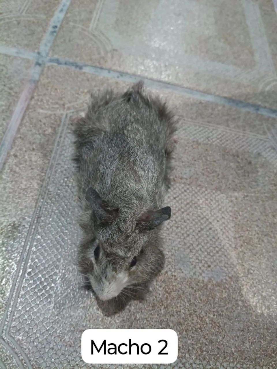 Porquinhos da índia peludos  - Foto 4