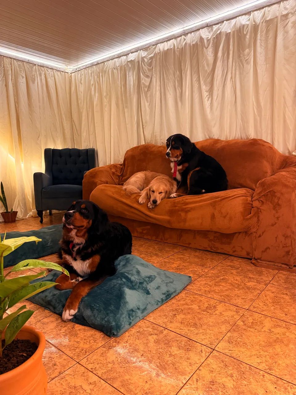 Bernese legítimo  - Foto 4