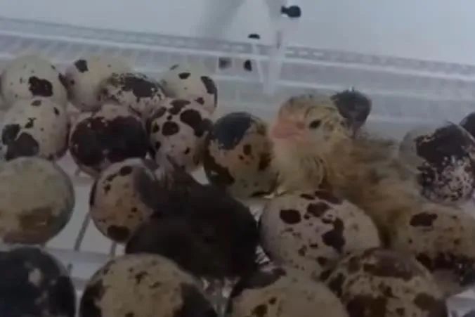 Ovos de codorna férteis/galados - Foto 2