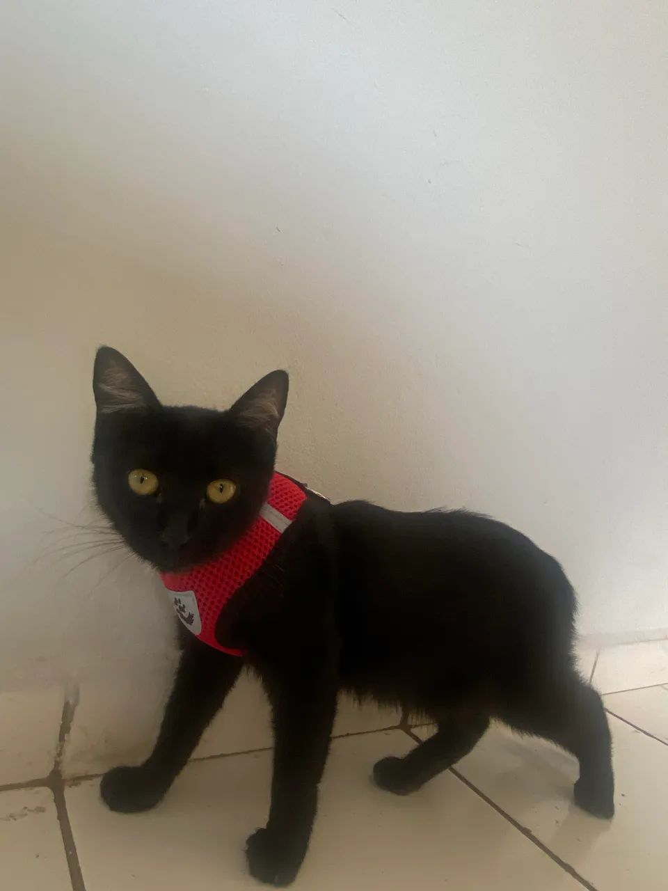Gatos  - Foto 4