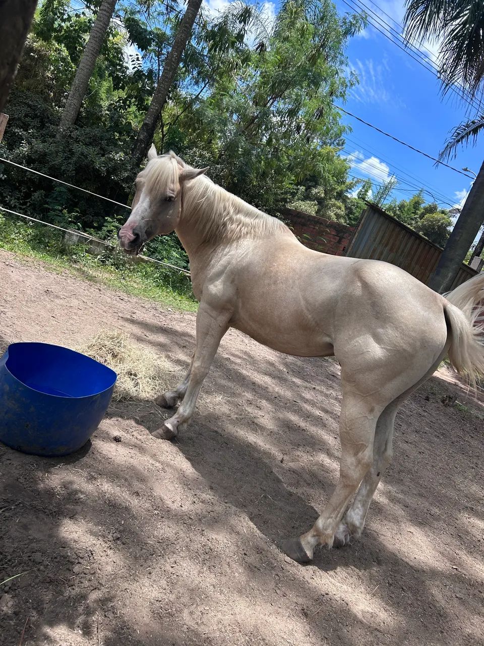 Quarto de milha 3 tambores  - Foto 4