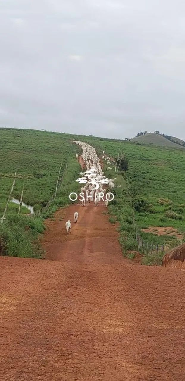 VENDO FAZ. EM ARAGUAPAZ - GO BOA DE ÁGUA - COM SEDE - NIL. CÓD. 15511 - Foto 4