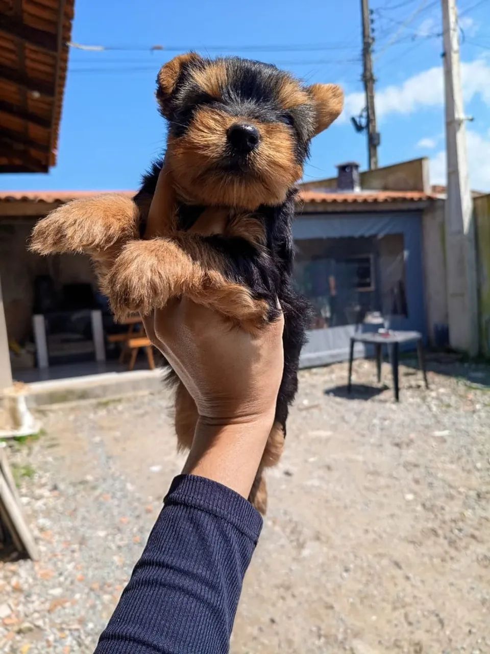 Yorkshire Terrier  - Foto 4