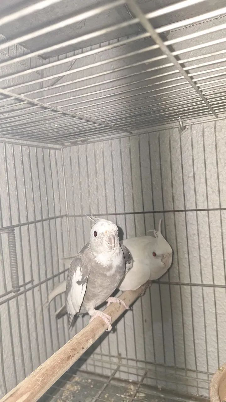 Gaiola reprodutor