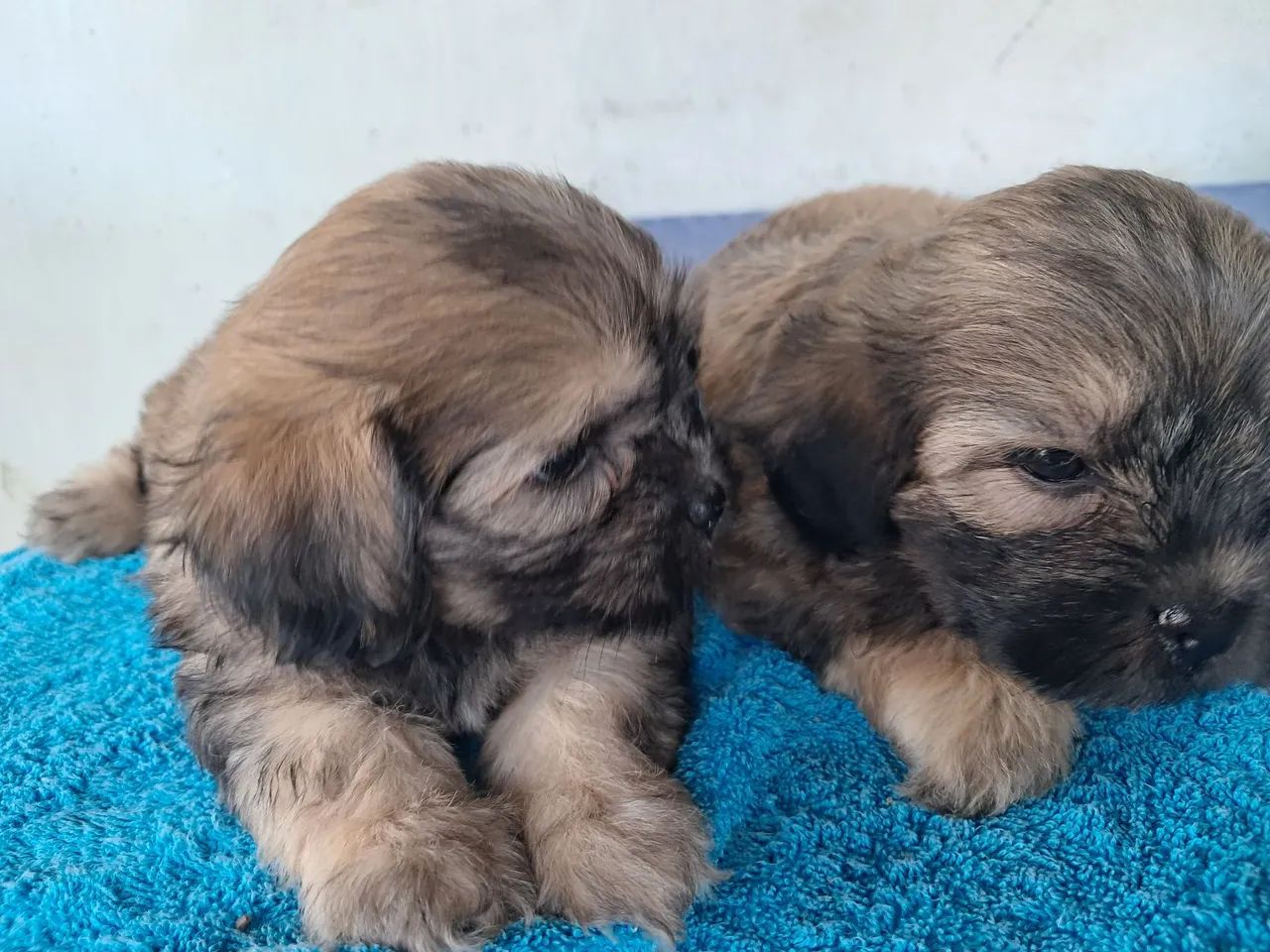 Cachorro - Foto 3