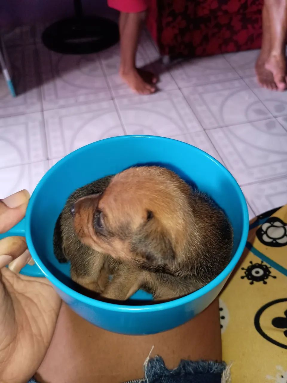 Cachorro Pincher   350,00 - Foto 3