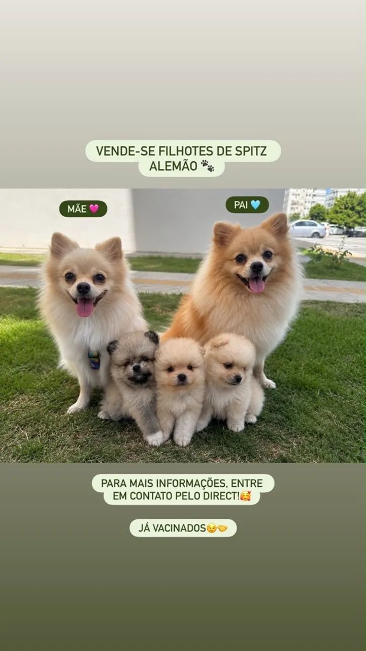 FILHOTES DE SPITZ ALEMÃO