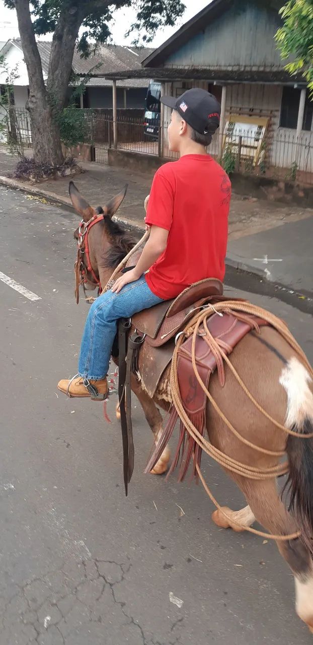 Mula Pampa - Foto 3