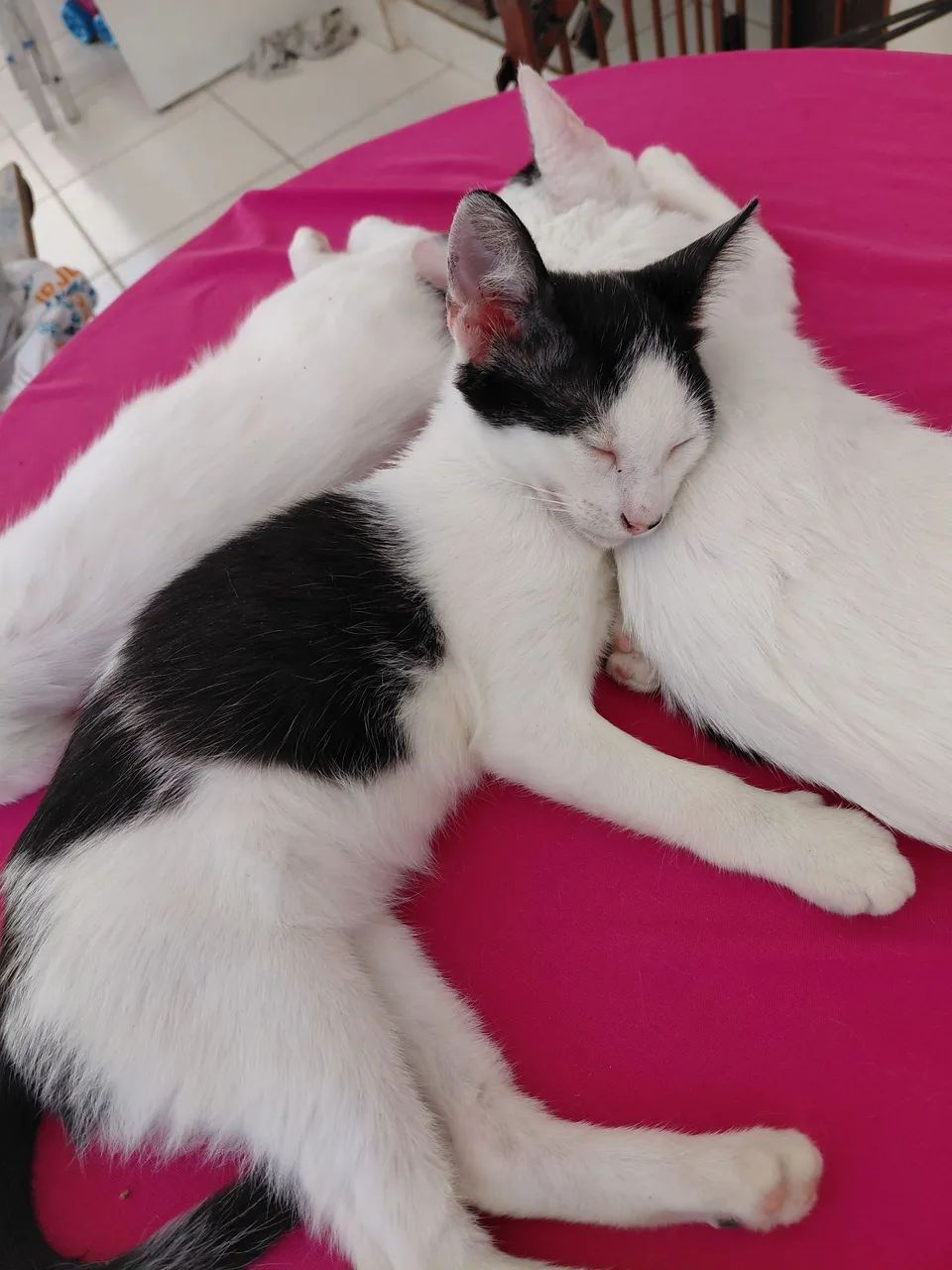 Gatinhos para adoção  - Foto 3