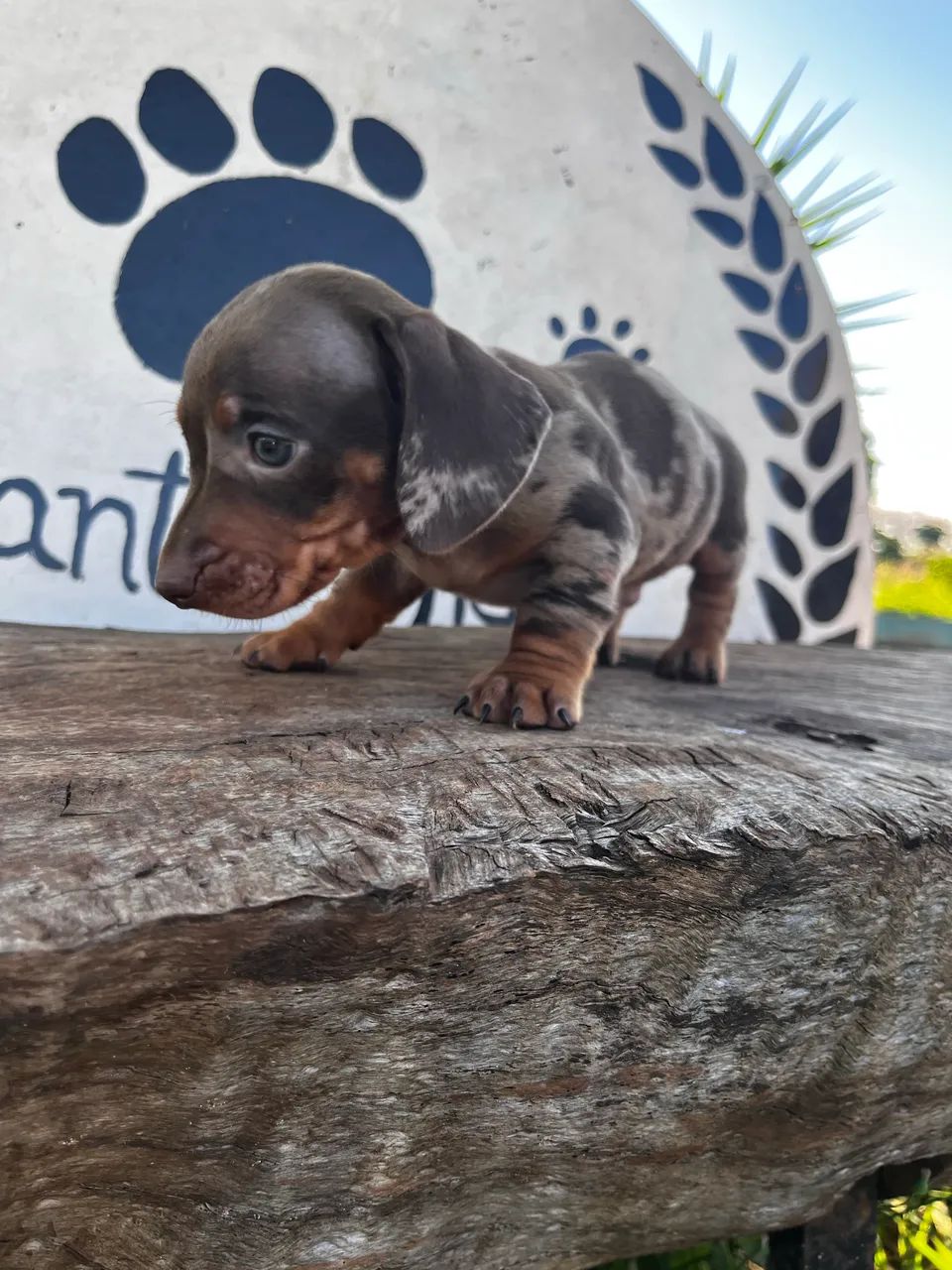 Filhote macho Arlerquim chocolate (último disponível) 