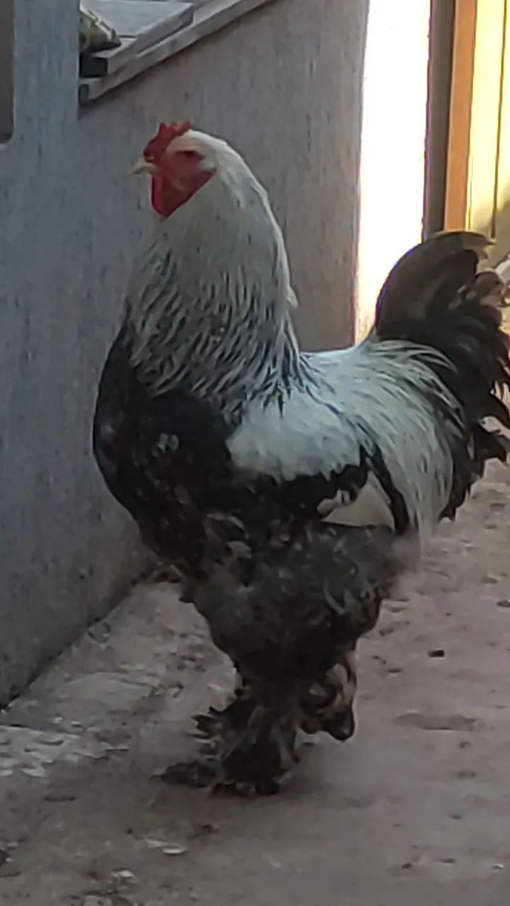 Galo raça Brahma  - Foto 2