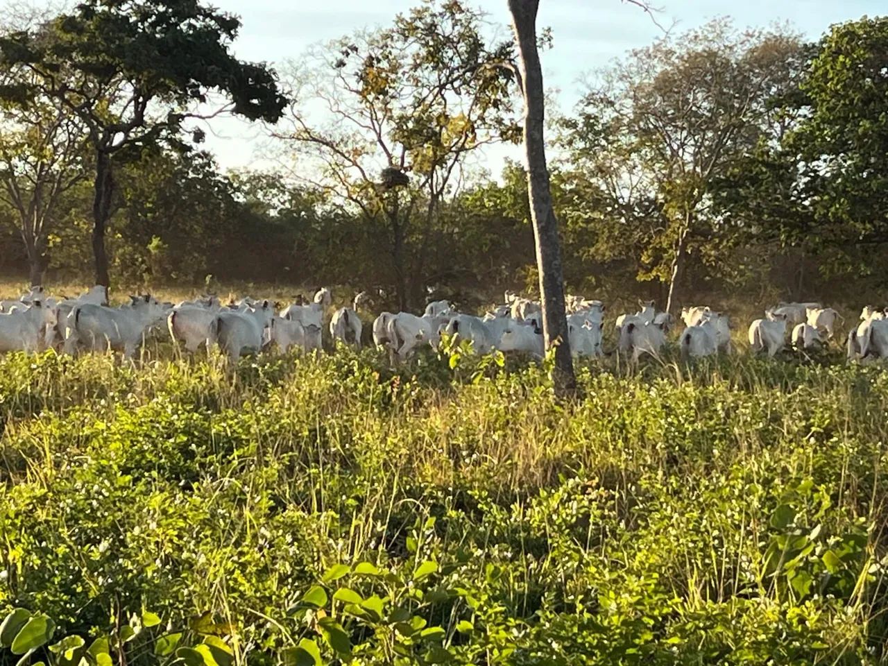 Fazenda á venda  - Foto 5
