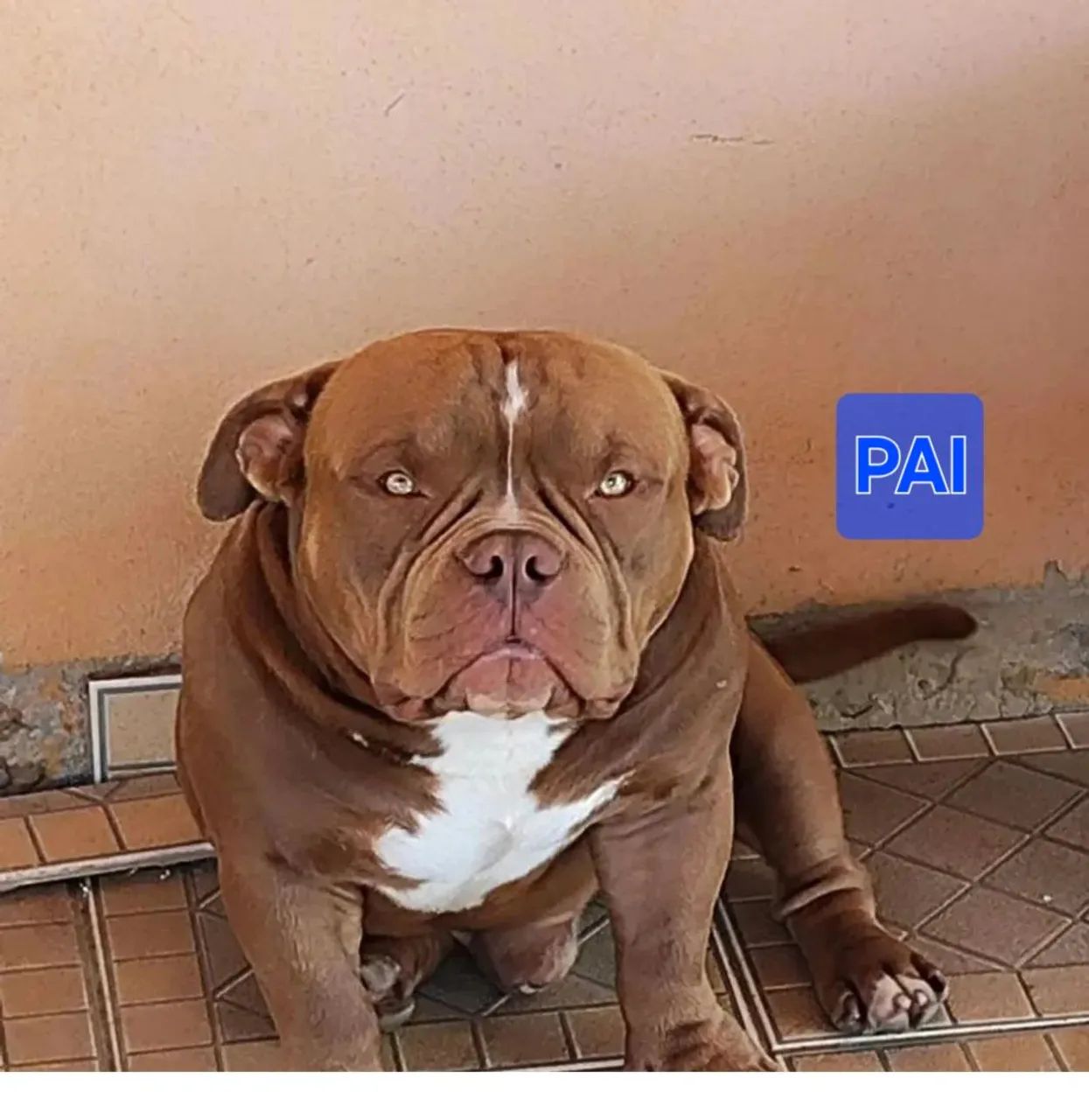 American bully micro fêmea com pedigree - Foto 5