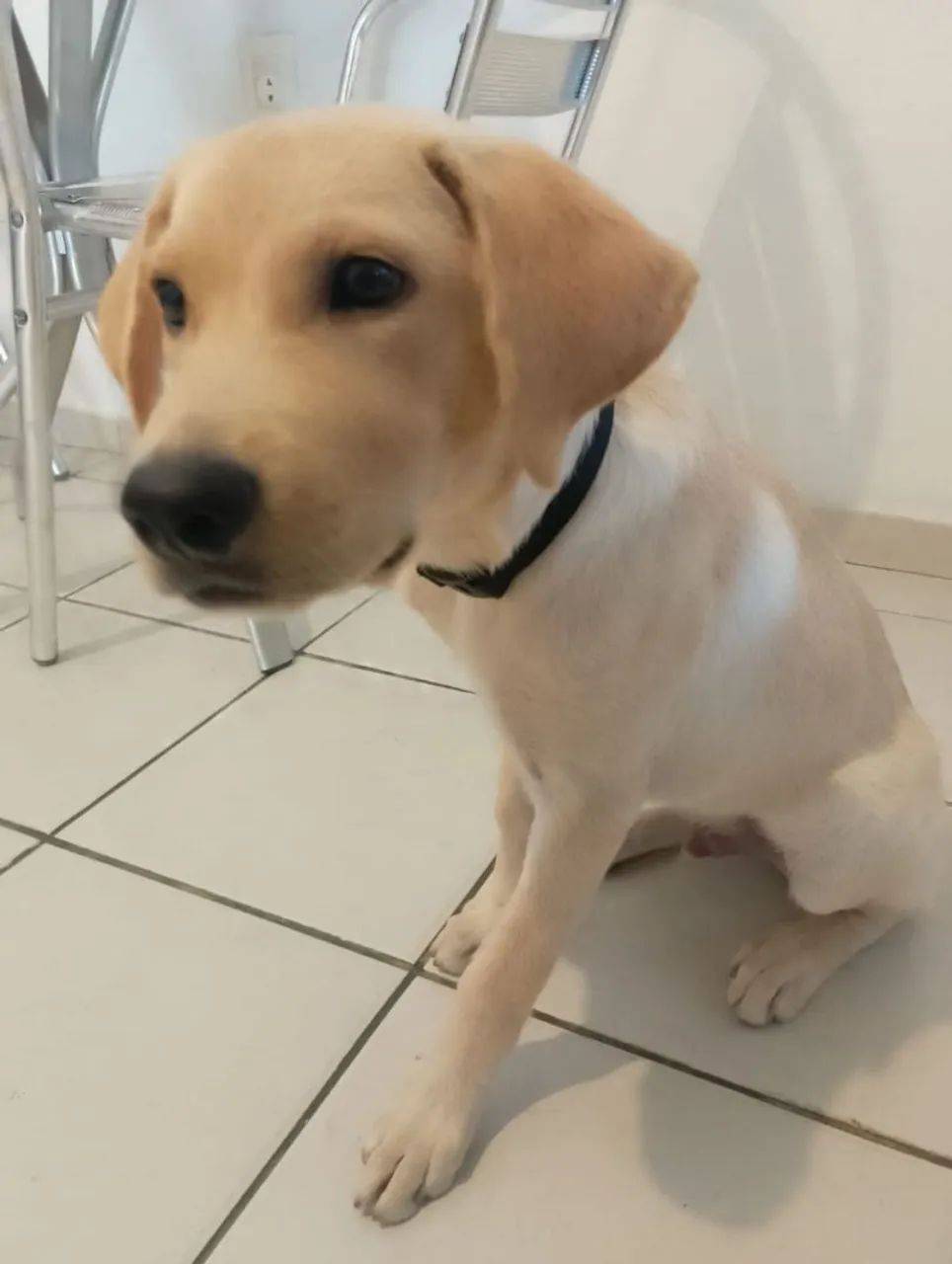 Labrador retriever doação  - Foto 4