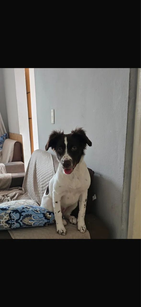 Doação cachorro  - Foto 3