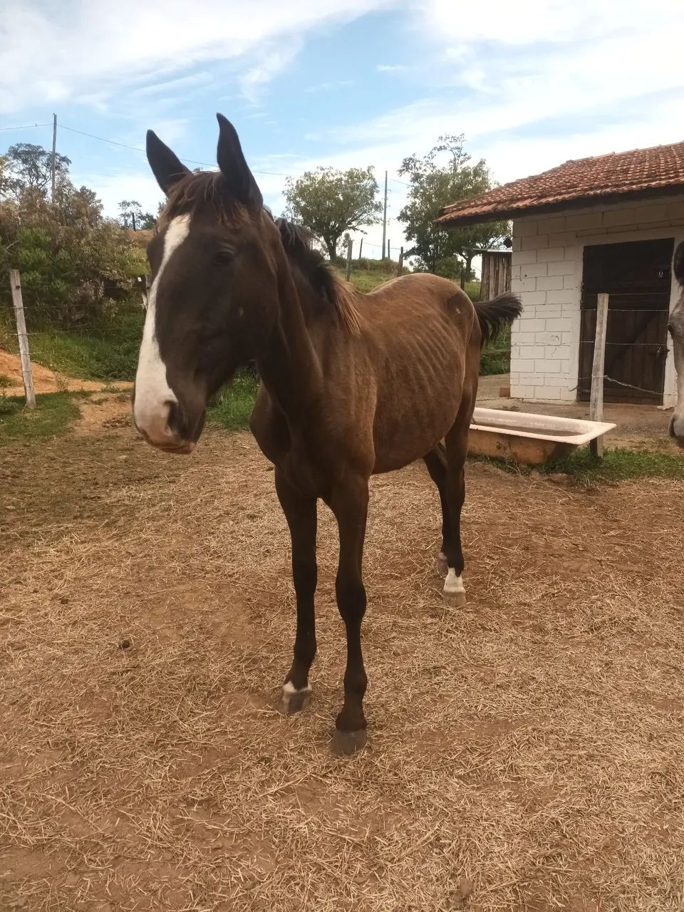 Potro lusitano 