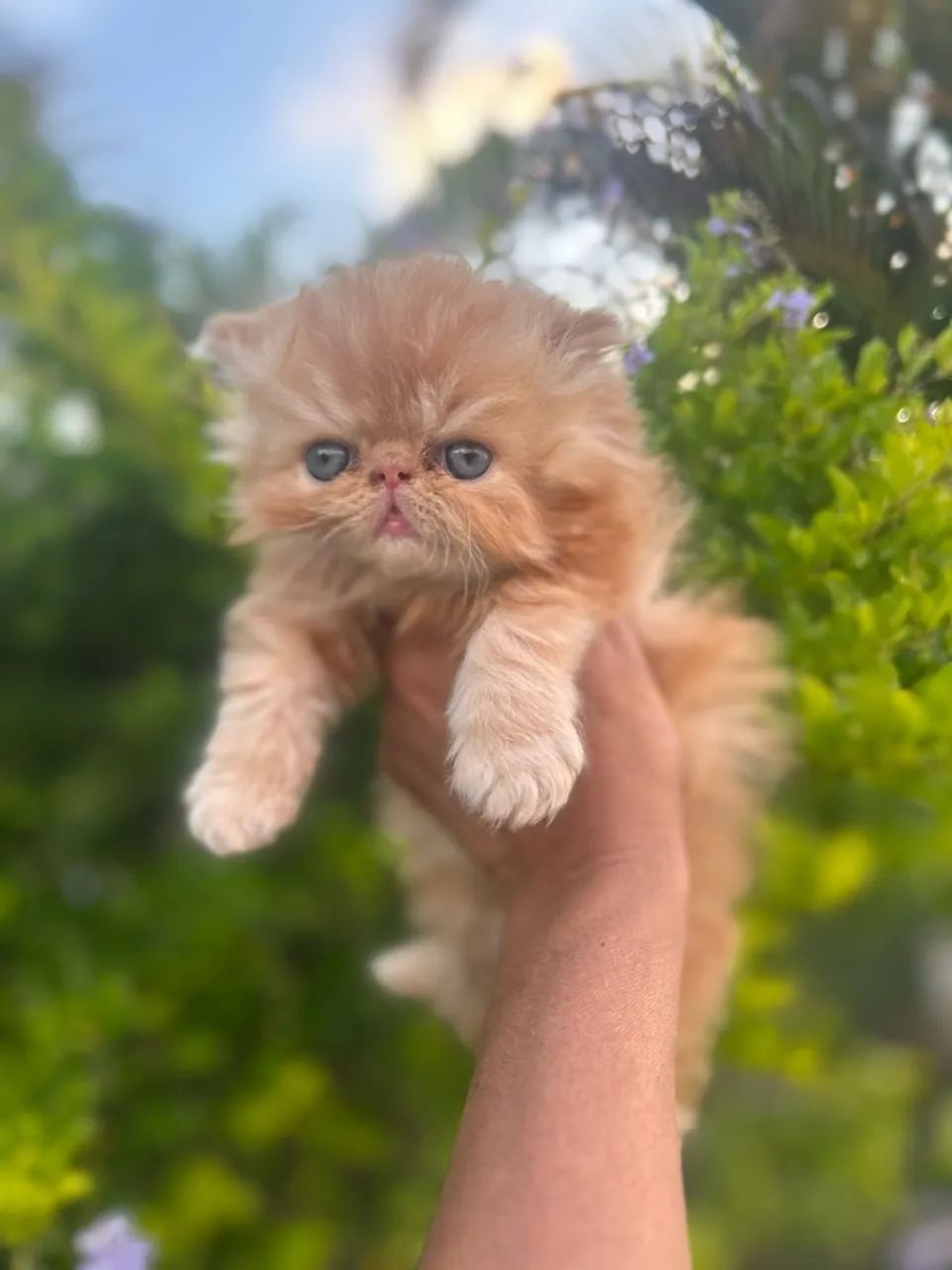Gato persa - Foto 3