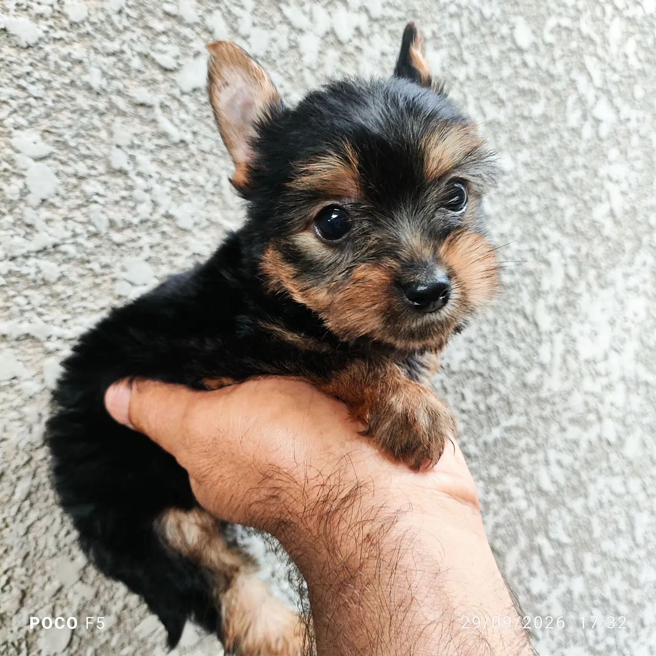 Yorkshire terrier - Foto 3