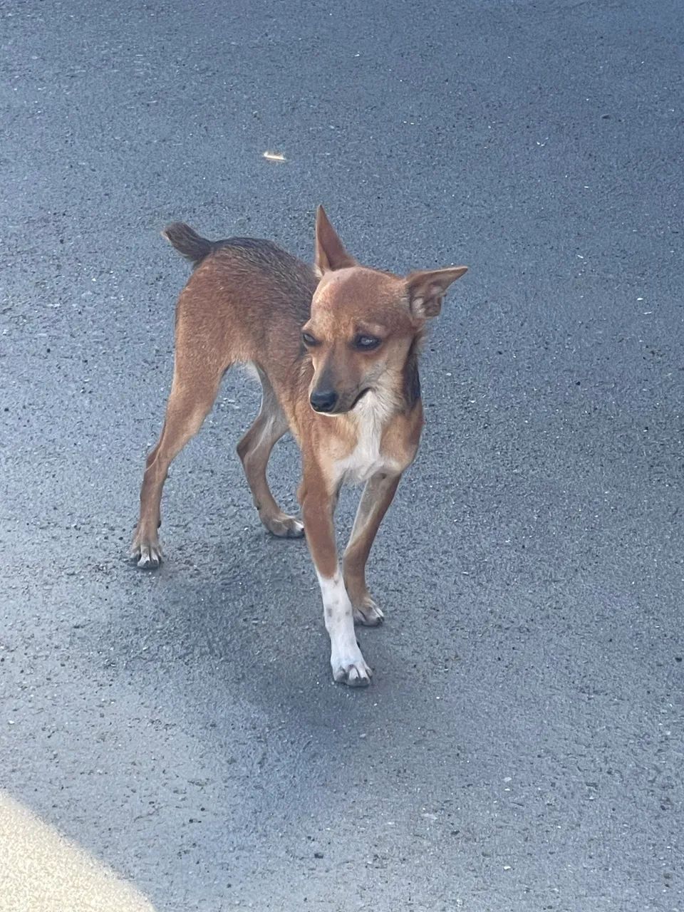 Pinscher