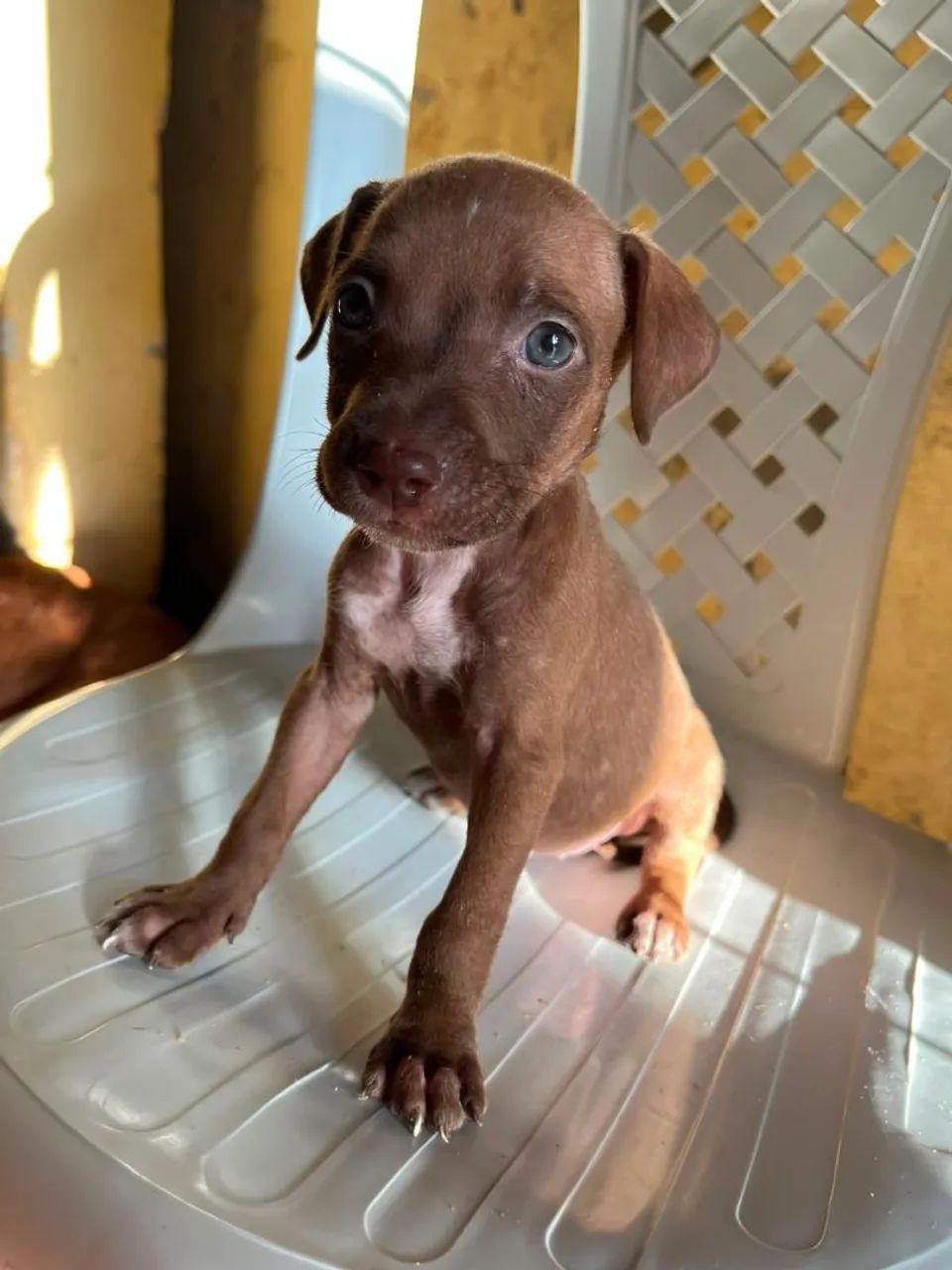 Filhotes de Pitbull 