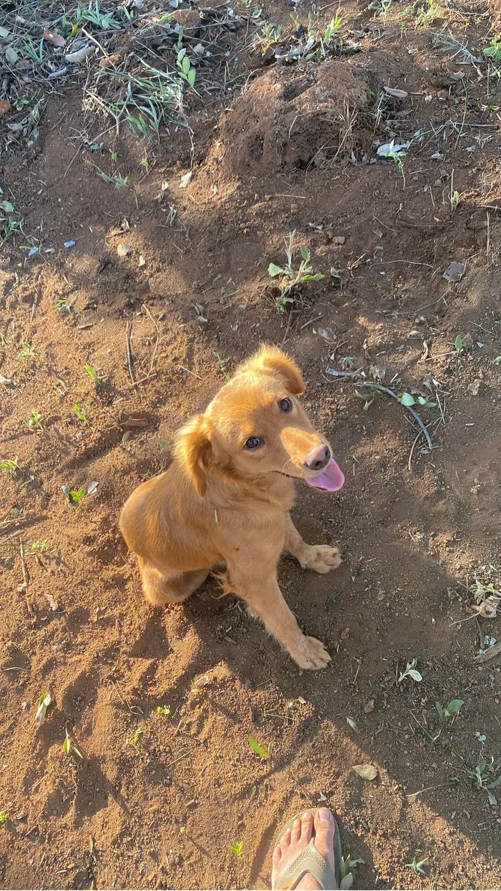 Cachorro Macho  - Foto 4