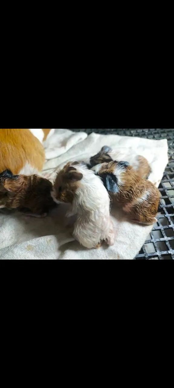 Vendo porquinho da india  - Foto 2