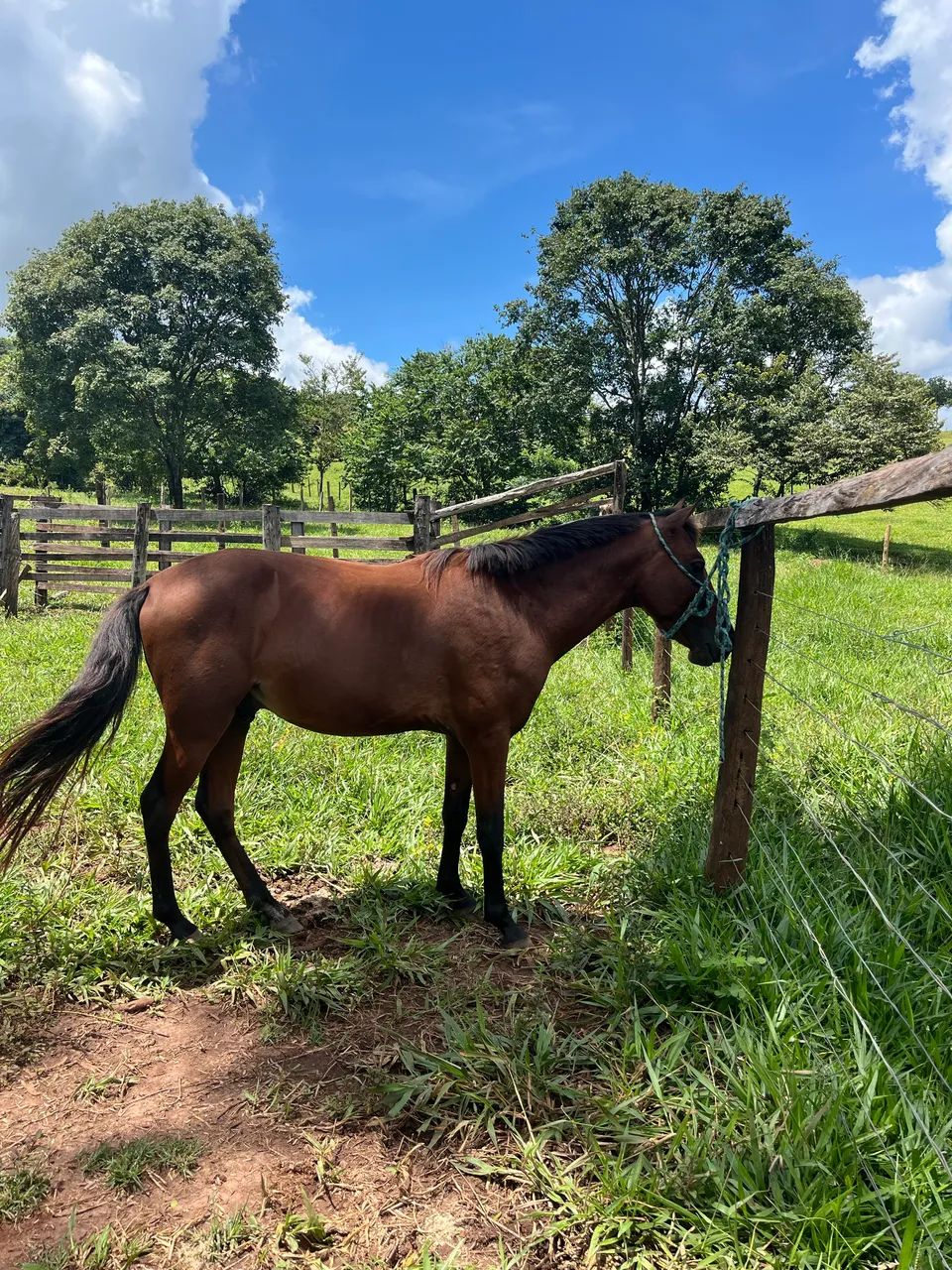 VENDO CAVALO MARCHADOR  - Foto 2