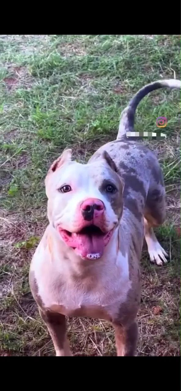 Filhotes de Pitmonster - Foto 4
