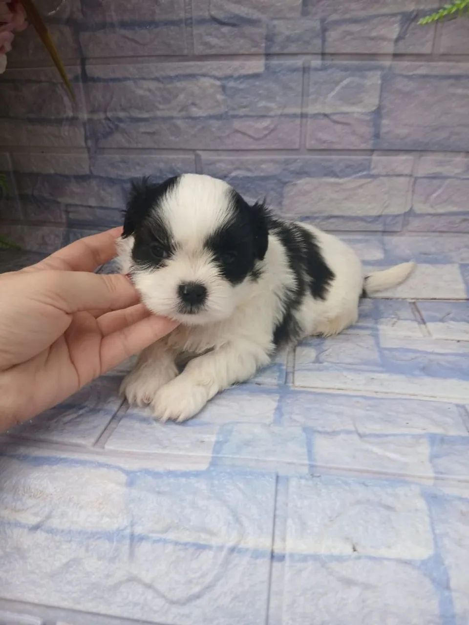Shitzu mini  - Foto 3