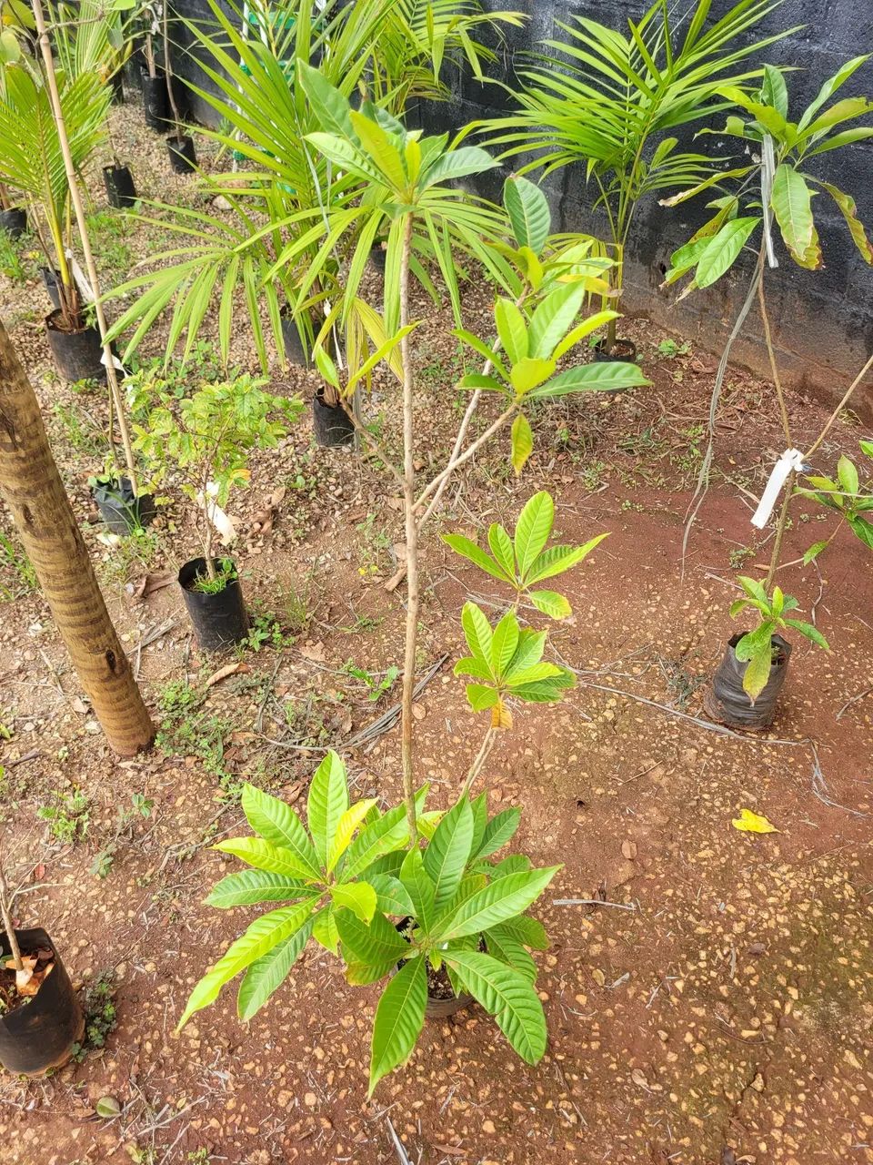 Mudas Frutíferas exóticas  - Foto 4