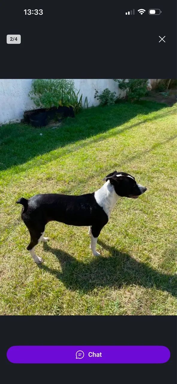 Doação de cachorra - Foto 2